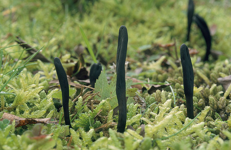 Geoglossum cookeianum
